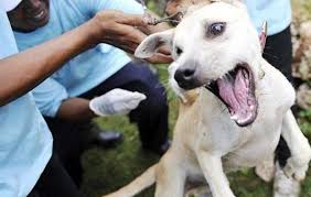 Check spelling or type a new query. Apa Arti Mimpi Diterkam Anjing Menurut Islam Dan Primbon Jawa Lengkap Dunia Kedutan