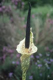 Image result for Amorphophallus