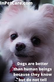 Bordetella (kennel cough) required yearly. Dogs Are Better Than Human Beings Because They Know But Do Not Tell Dog Photos Best Dogs Dogs