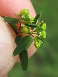 Image result for Euphorbia hyssopifolia