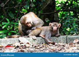 Cuando El Mono Está Cogiendo Piojos Foto de archivo - Imagen de  comportamiento, fauna: 34108800