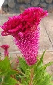 Pin On Flowers