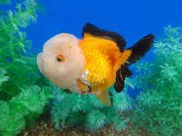 cover photo 920622120 1461805329 thumb jpg 980 735 aquarium fish beautiful fish animals