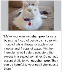 Diy Cat Shampoo This Works Really Well And Even Helps With My Cat S Dandruff Gentle And It Works Cat Shampoo Cat Dandruff Cat Care
