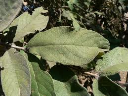 Image result for Combretum molle