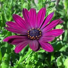 Image result for Osteospermum muricatum