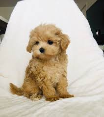 4 pretty maltipoo puppies looking for a new home. Maltipoo Puppies Teacup For Sale Novocom Top