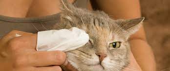 Kitty Pink Eye How To Treat Your Cat S Conjunctivitis