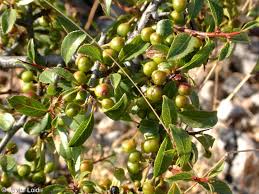 Image result for Rhamnus