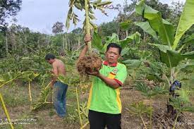 Tanaman porang dapat tumbuh dengan baik pada daerang dengan ketinggian berkisar 100 s/d 600 mdpl. Porang Primadona Baru Pasar Ekspor Permintaan Dari Luar Negeri Terus Meningkat Bisnis Tempo Co