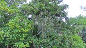 Image result for Ilex mitis