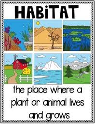 Habitats Habitat Activities Animal Habitats Preschool Teaching Habitats