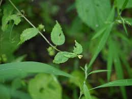 Image result for Triumfetta annua