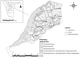 Image result for Thesium megalocarpum