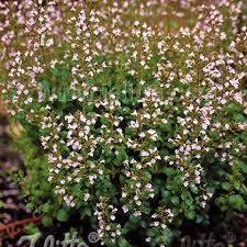 Image result for Clinopodium