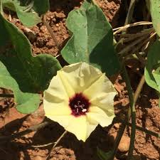 Image result for Hewittia malabarica