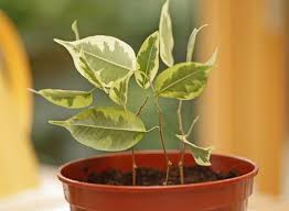 7) ficus tree, ficus benjamina, rosales order, mulberry family. Weeping Fig Ficus Benjamina Planting Care And Pruning