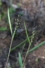 Image result for Microstegium fasciculatum