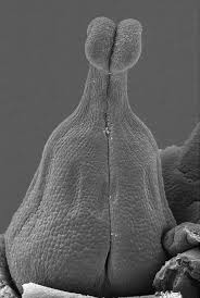 Image result for Sebaea sedoides