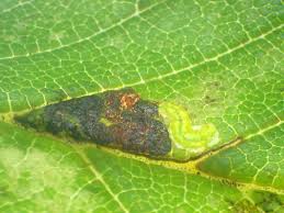 Image result for Stigmella lemniscella