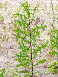 Master gardener paul james shares his tips on lawn care. Wild Lettuce Control How To Get Rid Of Wild Prickly Lettuce