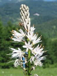 Image result for Asphodelaceae