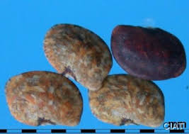 Image result for Macrotyloma daltonii