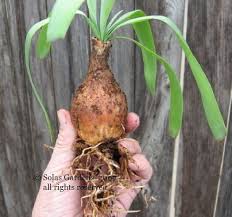 Image result for Ammocharis