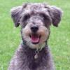 Professional and hobby dog breeders can advertise their puppies for sale online on our free classifeds website. Https Encrypted Tbn0 Gstatic Com Images Q Tbn And9gctnxisd 04pawmya0t00a4 Pjiaxa1lhrgepf23sywf4rvqtcs4 Usqp Cau