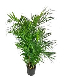 Image result for Chamaedorea seifrizii