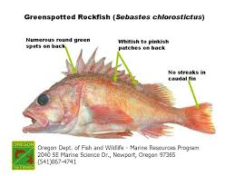 Odfw Finfish Species Rockfish