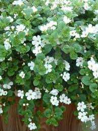Sutera Cordata Bacopa De Tuinen Van Appeltern Tuin Planten Groen