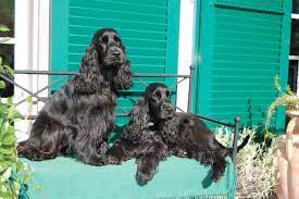 unser zuhause cockerspaniel englischer cocker spaniel spaniel