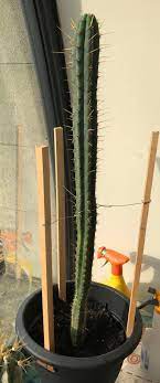 Before you discover how to make cactus grow faster, you should understand why cactus grow for plants to carry out photosynthesis, they need water and nutrients. Can A Cactus Be Encouraged To Branch Out Gardening Landscaping Stack Exchange