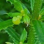 Image result for Galium chloroionanthum