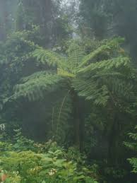 Image result for Cyathea manniana