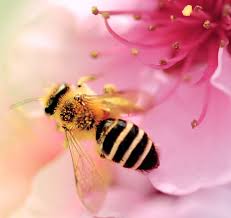 Same day delivery available in select countries. Turns Out Australia Is Home To Blue Bees And The World Can T Get Enough Of