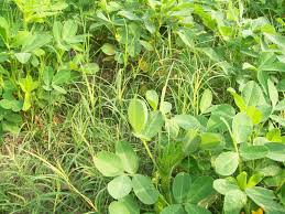 Untuk pencampuran herbisida bersifat glifosat bisa juga menggunakan herbisida bersifat sistemik seperti aly dan garlon. Pertanian Herbisida Rumpas Dan Cara Aplikasinya Penggunaanya