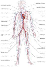 First, the blood flows into tubes called arteries. Pulmonary Artery Anatomy Britannica