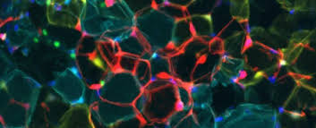 Scientists Discover a Hidden Switch That Makes Fat Burn Calories