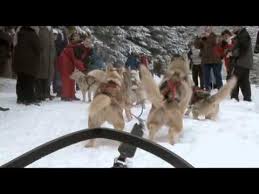 Magazine des mushers et chiens de traineaux. Chiens De Traineaux Au Champ Du Feu Youtube