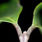 Image result for Funtumia africana