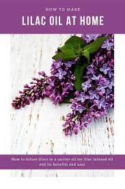 How To Make Lilac Oil Its Benefits And How To Use It Lilac Oils Lilac Essential Oil Diy Natural Beauty Recipes