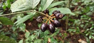 Image result for Annickia