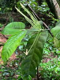 Image result for Oxyanthus pyriformis