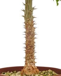 Image result for Monadenium friesii