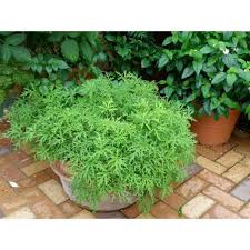 Citronella Is The Best Home Depot Garden Plants That Ll Keep Bugs And Pests Away Great Summer Yards Mosquito Plants Mosquito Repelling Plants Citronella Plant