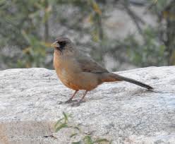 Backyard Birds Of Southern Arizona Abert S Towhee Bird Photo Great Hobbies Finch