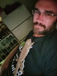 What is the ideal number of insects to feed a bearded dragon daily?