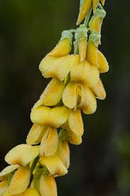 Image result for Crotalaria brevidens